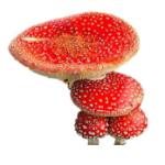 Red Tomato