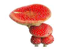 Whole Red Mashrooms